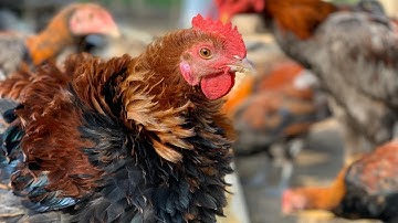 Beautiful Hmong Chickens - Hmoob Lub Vaj Qaib