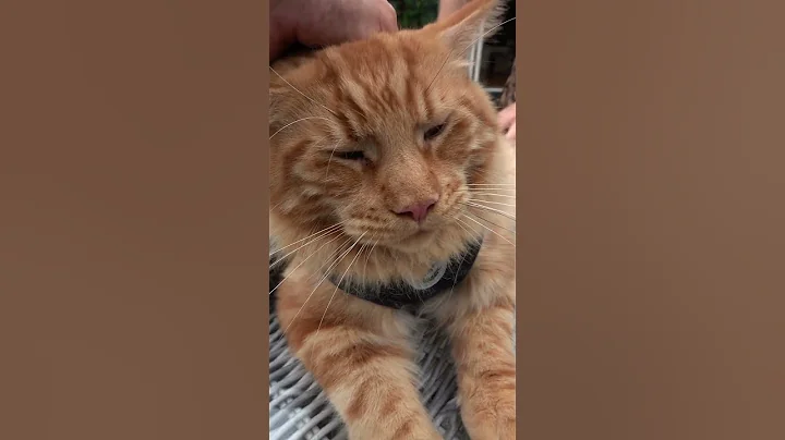 Watch the video about Maine Coon cat now being walked by Sonja. Hummer out for a bit. #mainecoon #cat #shorts