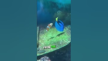 He Found The Real Life Actors Of Finding Nemo😂❤️ #findingnemo #trending  #shorts  #funny
