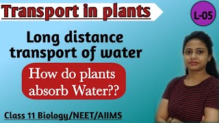 Transport in Plants - Long Distance Transport of Water | How do plants absorb Water ? Class 11/NEET