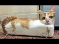 😂 Funniest 🐱 Cats And 🐶Dogs - Awesome Cute Pet Animals' Life 😇