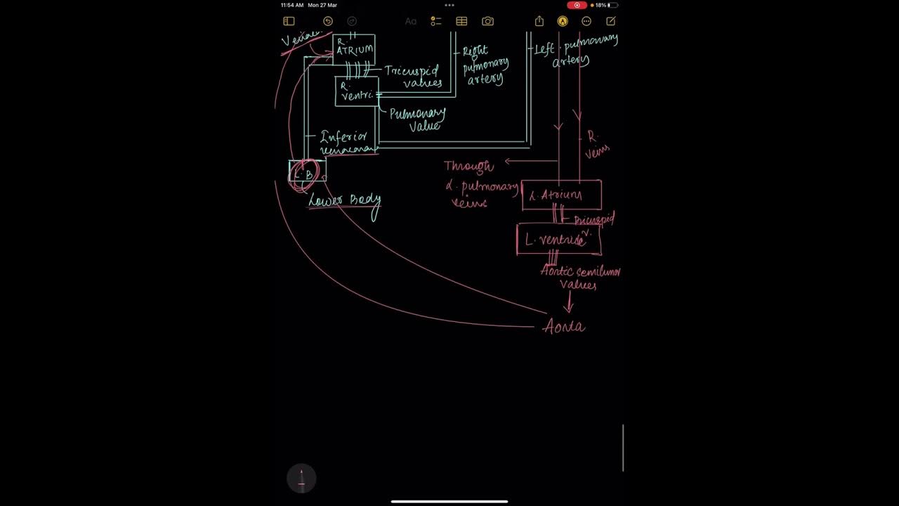 Circulatory System Class 10 ICSE Biology preparations YouTube circulatory-system-class-10-icse-biology-preparations-youtube