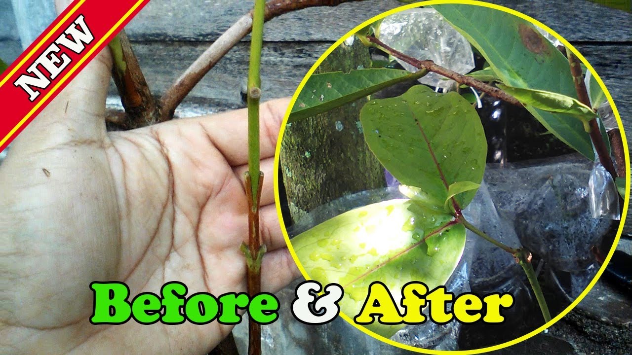 Grafting Water Apple Tree Before and After RESULT Video by Grafting