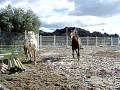 Lacher de chevaux la jument pie