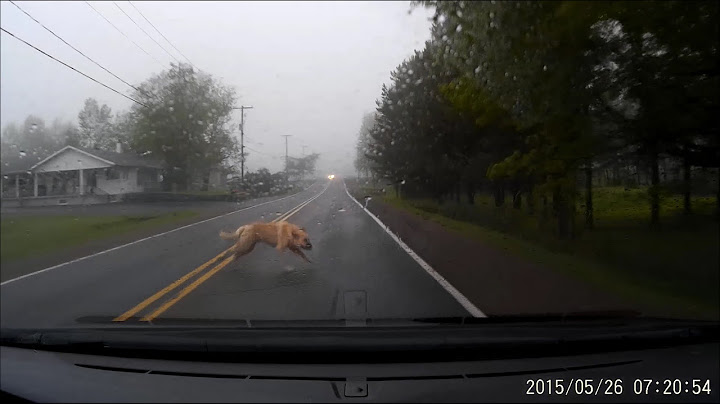 Large Dog Gets HIT by a Car (GRAPHIC VIDEO)