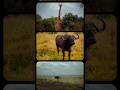 DO NOT sleep on Nairobi National Park!