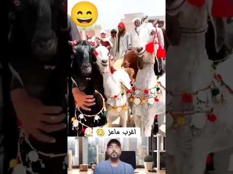 اغرب ماعز اكسبلور   معلومات ضحك ترند طيور  دويتو