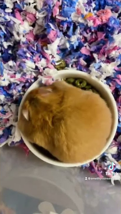 Cute Hamster