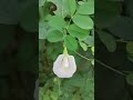 beautiful flower 🌹#trending#beautiful
