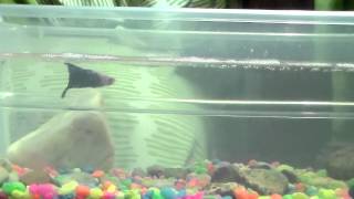 Collab Auditions 2014 ~SevenAwesomePets~ CLOSED