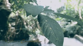 Cinematic alam 1 menit | video cinematic pemandangan alam | nature video