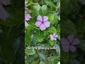 This is Sadabahar—always blooming, always bright.Drop a 💜 if you love Sadabahar #flowers #Sadabahar.