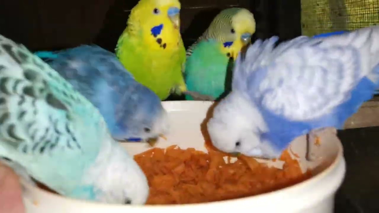 Andulky kontrola budky a krmení. 