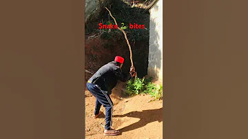 Kicheche Comedy Trending Snake Bites 