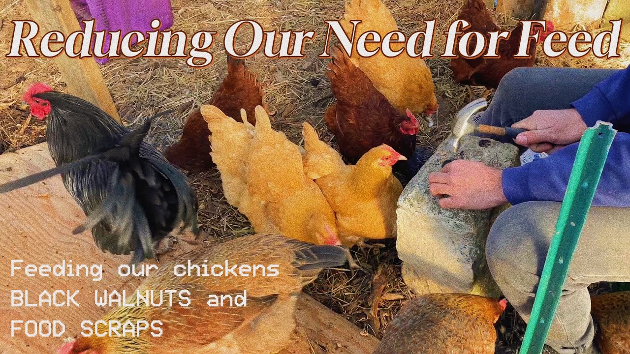 Feeding our Chickens Free Food | How We Save Money on Chicken Feed ...