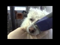 How to Shave a Poodle Face starring "Lucky"