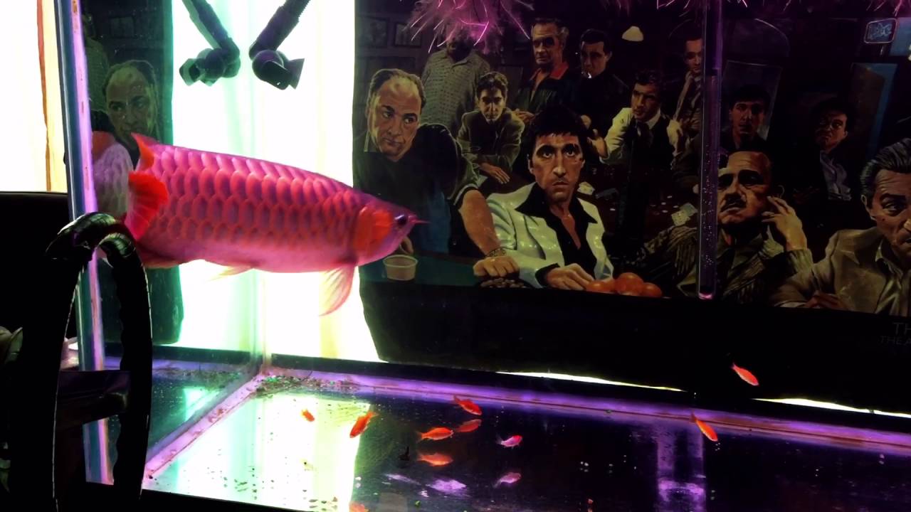 camera iphone 8 plus apk Chilli Red Arrowana