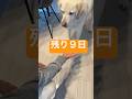 【引退まであと9日】盲導犬氷次郎🦮今まで本当にありがとう❣️ #shorts #labrador #盲導犬