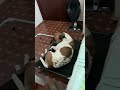 GOLDZERA - Nao fale essa palavra para o seu cachorro #funny #funnyanimals #funnyvideo #shorts
