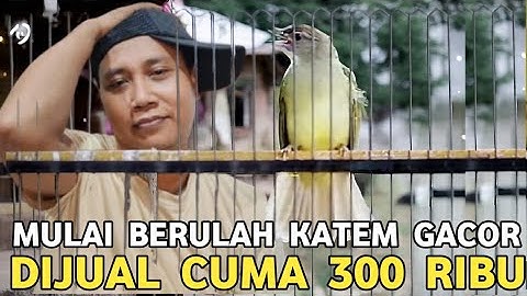 BUAT BELI POPOK !! KATEM GACOR LATAH SEPERTI INI CUMA DIBANDROL 300 RIBU DI KIOS MANTO TERBARU