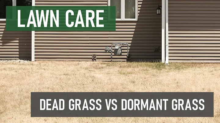 Dead Grass VS Dormant Grass | How to Tell the Difference b/w Dead and Dormant Grass