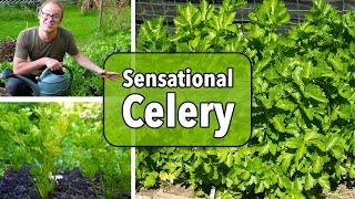 Growing Celery from Sowing to Harvest