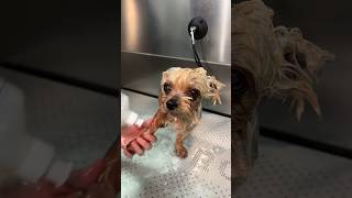 Doggy Daily Episode 277: Candy the Yorkshire Terrier  #yorkie #yorkshireterrier #doggrooming
