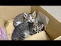 カラスに狙われていた野良子猫たちが、安全な家でぐっすり。仲良く寄り添う姿に涙…