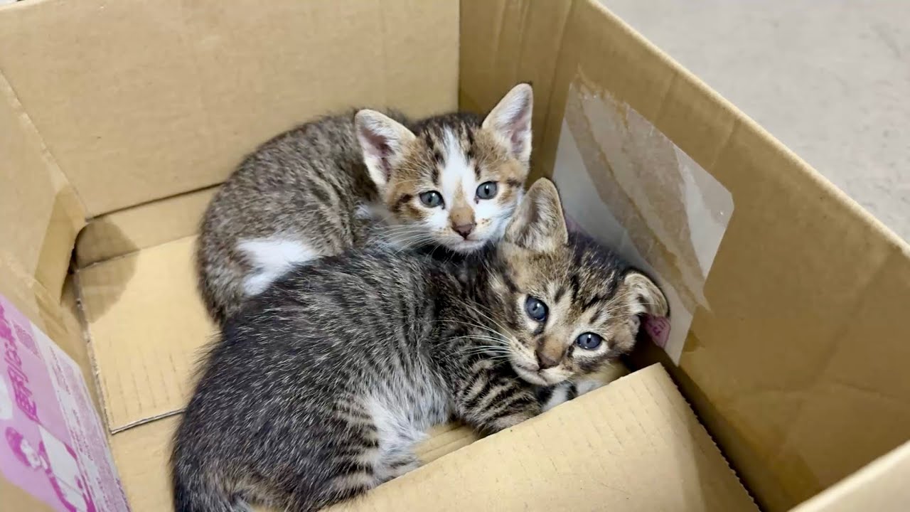 カラスに狙われていた野良子猫たちが、安全な家でぐっすり。仲良く寄り添う姿に涙…
