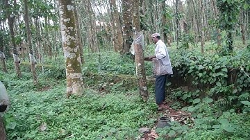 Rubber tapping