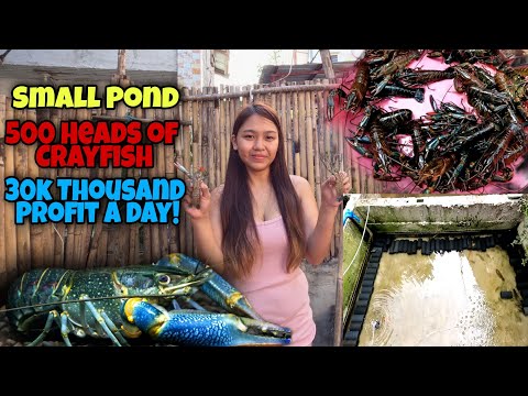 Small Pond|500 Heads of CRAYFISH|30THOUSAND PROFIT A DAY!!|300 THOUSAND A MONTH!!CRAYFISH FARMING|😱😱