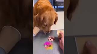 Funny videos of dogs  Fool me too much #funny #cute #animals #foryou #dog #xuhuong #online #chatgpt