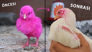 BEFORE AND AFTER SUNDAY CHICK PINK (Chick Growth)