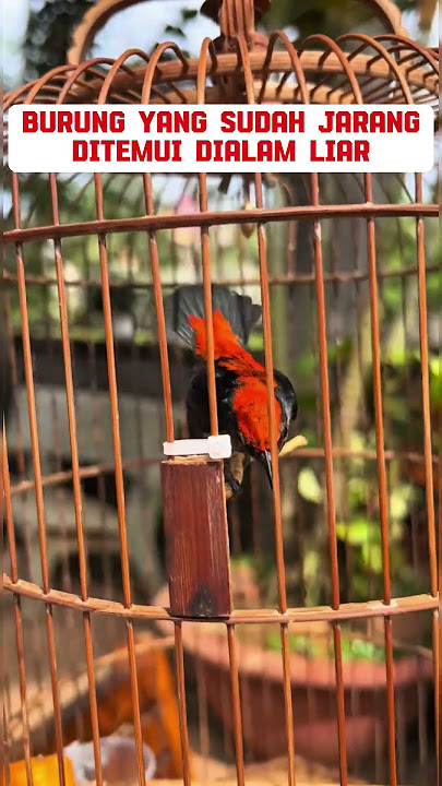 burung kemade Avatar #birds #mangkicauoffecial #burung #burungkicaudialamliar #kicaumania #bird