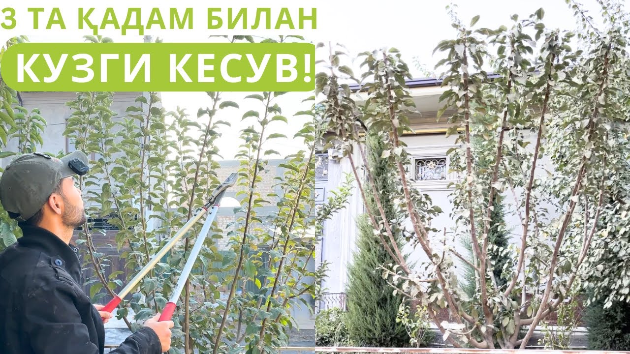 ОЛМА КЕСИШ ШУНЧАЛИК ОСОН БЎЛИШИ МУМКИНМИ???