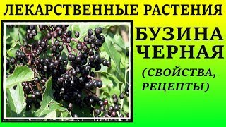 Бузина черная как лекарственное растение . Лечебные свойства, рецепты применения