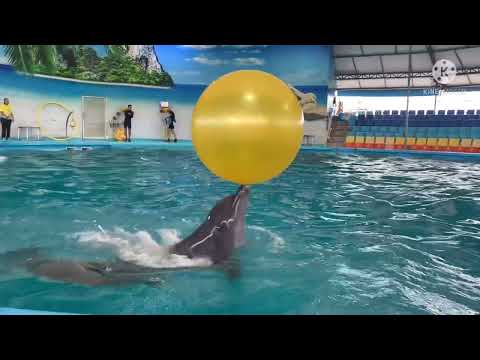 dolphin bay phuket