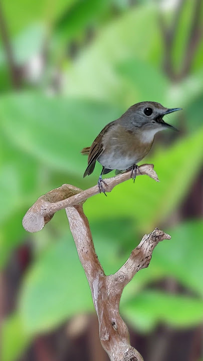 Keajaiban Sikatan Rimba Dada Cokelat: Pesona Burung Cantik di Hutan S1E16 #bird #srdc #birdsinging