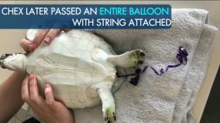 Biodegradable Balloon String