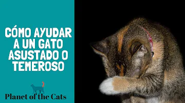 ¿Cómo se toca a un gato asustado?