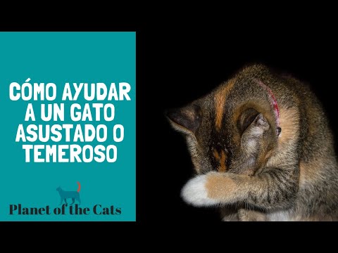 Video: 6 formas de manejar adecuadamente a un gato agresivo