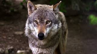 Wolf Howl - Sound Effect