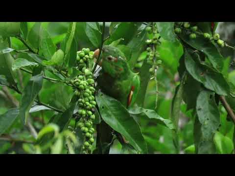 Loritos arroceros, Psittacara leucophthalmus. Loros de Colombia.