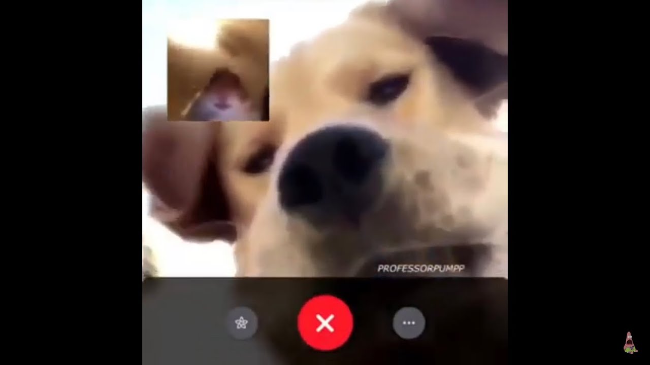 Hamster Facetime Call Meme