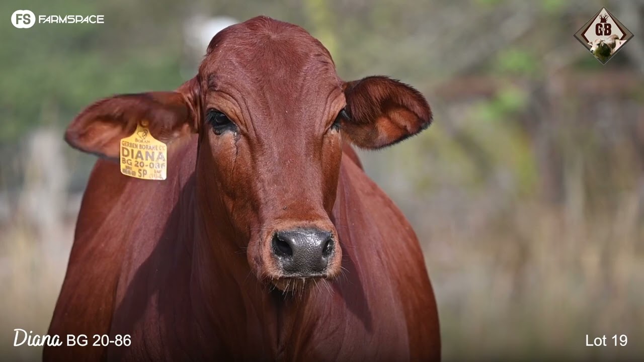 Lot 19 | BG 20-86 | Gerben Borane | Road to the Boran National Auction | 15 July 2023