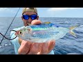 LIVE BAIT Catches STUD DEEP-SEA FISH (Catch Clean & Cook