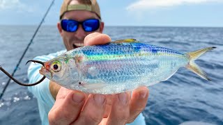 LIVE BAIT Catches STUD DEEP-SEA FISH (Catch Clean & Cook