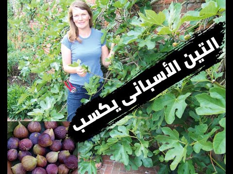 شتلات التين الاسبانى الأحمر مشاتل المنوفية