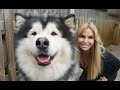 GIANT ALASKAN MALAMUTE DOGS - GROOMING AND CARE の動画、YouTube動画。