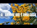 UMA SALA DEBAIXO DE UMA ÁRVORE 